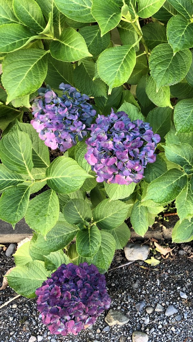 syouko223's tweet photo. ぼーーーっとしてる間に（病院三昧だったけど）
もう１０月ですってよ、焦る💦
空も木の実も　色が褪せた紫陽花も　ずぅーっと楽しませてくれた金魚草も　目に染みる
＃イマソラ　＃秋の空と雲☁️ https://t.co/Vulo1wDEFX