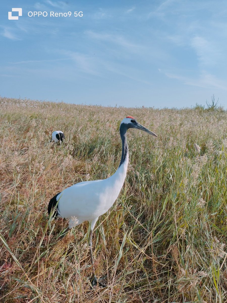 AmberCarpe8ngm's tweet photo. The cranes here are in difficulty, the sun is bright, presenting a beautiful scene, though there's an unseen wound lingering still. https://t.co/KIcbuqewU1