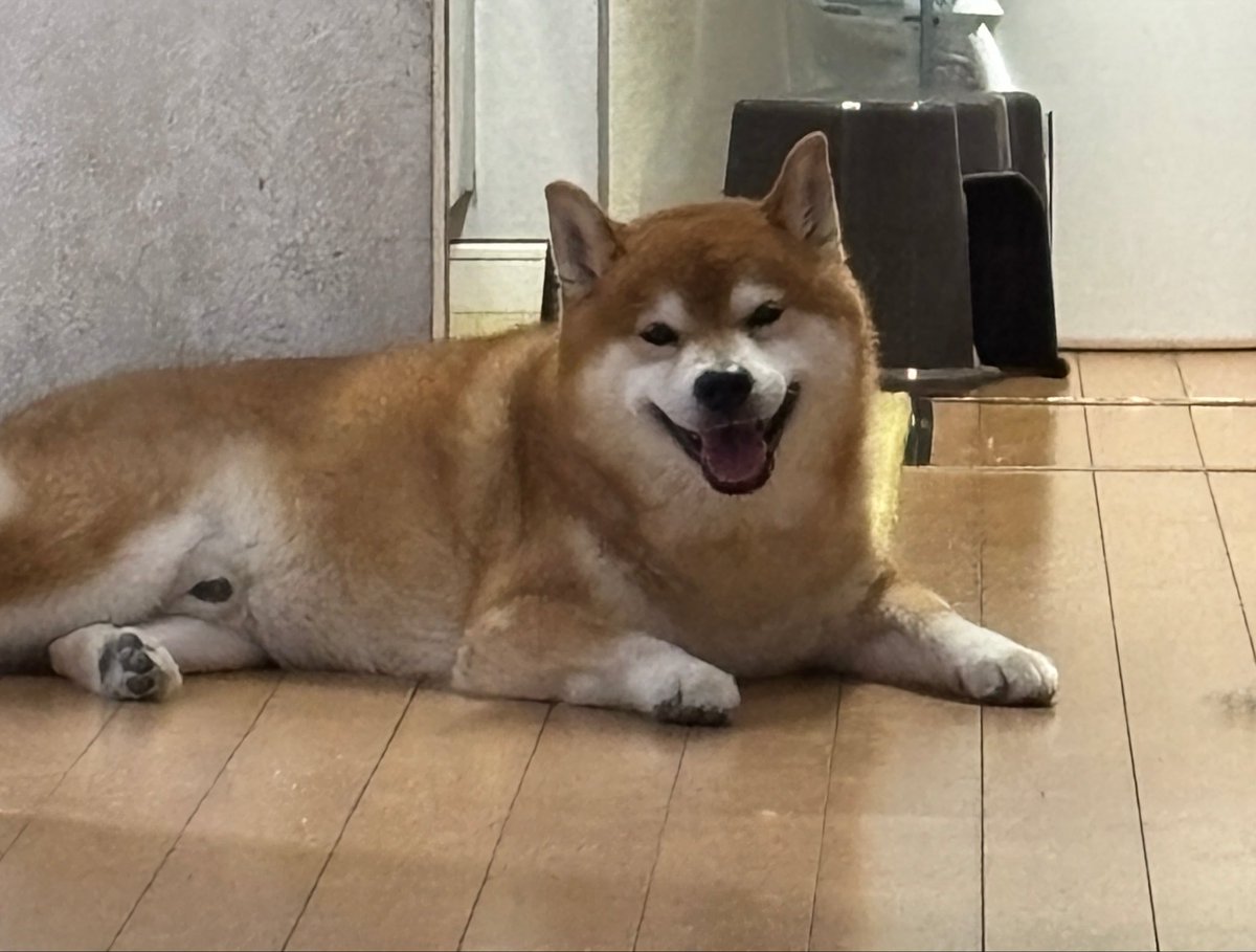 kotaro_chang's tweet photo. 帰宅してドアを開けたらこの笑顔 https://t.co/OXQYa9LJwz