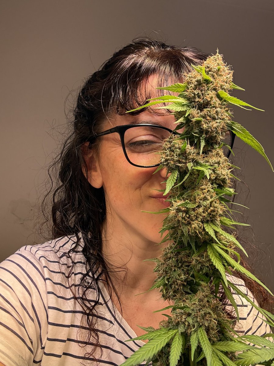 draweedoficial's tweet photo. 😑😂 
La cosecha de la felicidad ✨ https://t.co/M9UpJSrPkg
