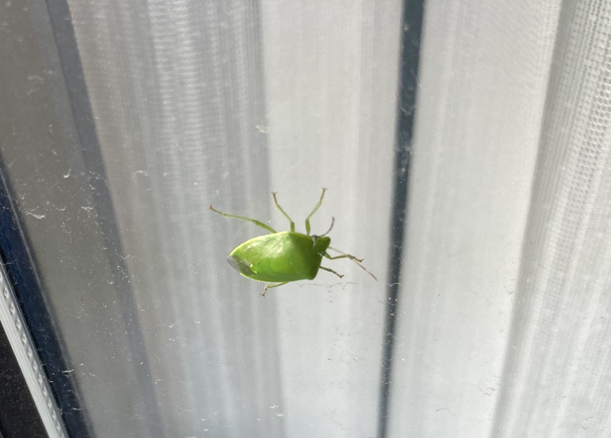 ARI11050618's tweet photo. とうとうカメムシ現れる
素手で掴んでポイっとできるから別に問題はないけど
うっかり洗濯物にくっついてて部屋を飛び回ったら終わり…
電気の傘の中に入ったら…🤦🏻‍♀️

(窓きたねぇなぁぁぁぁ) https://t.co/kmidFhc8RB