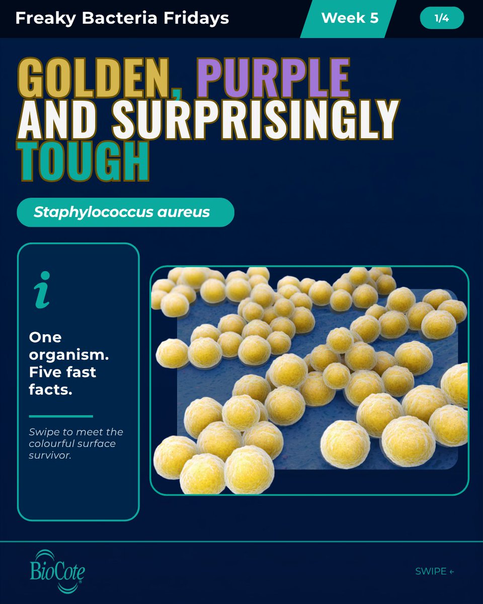 BioCote's tweet photo. S. aureus can persist on surfaces. Independent ISO 22196 testing found a 99.91% reduction in S. aureus on a BioCote®-treated surface after 24 hours. Cleaning still matters.

Read more: https://t.co/eSYWT8hJZa

#FreakyBacteriaFridays #BioCote https://t.co/8TNzV1C8au