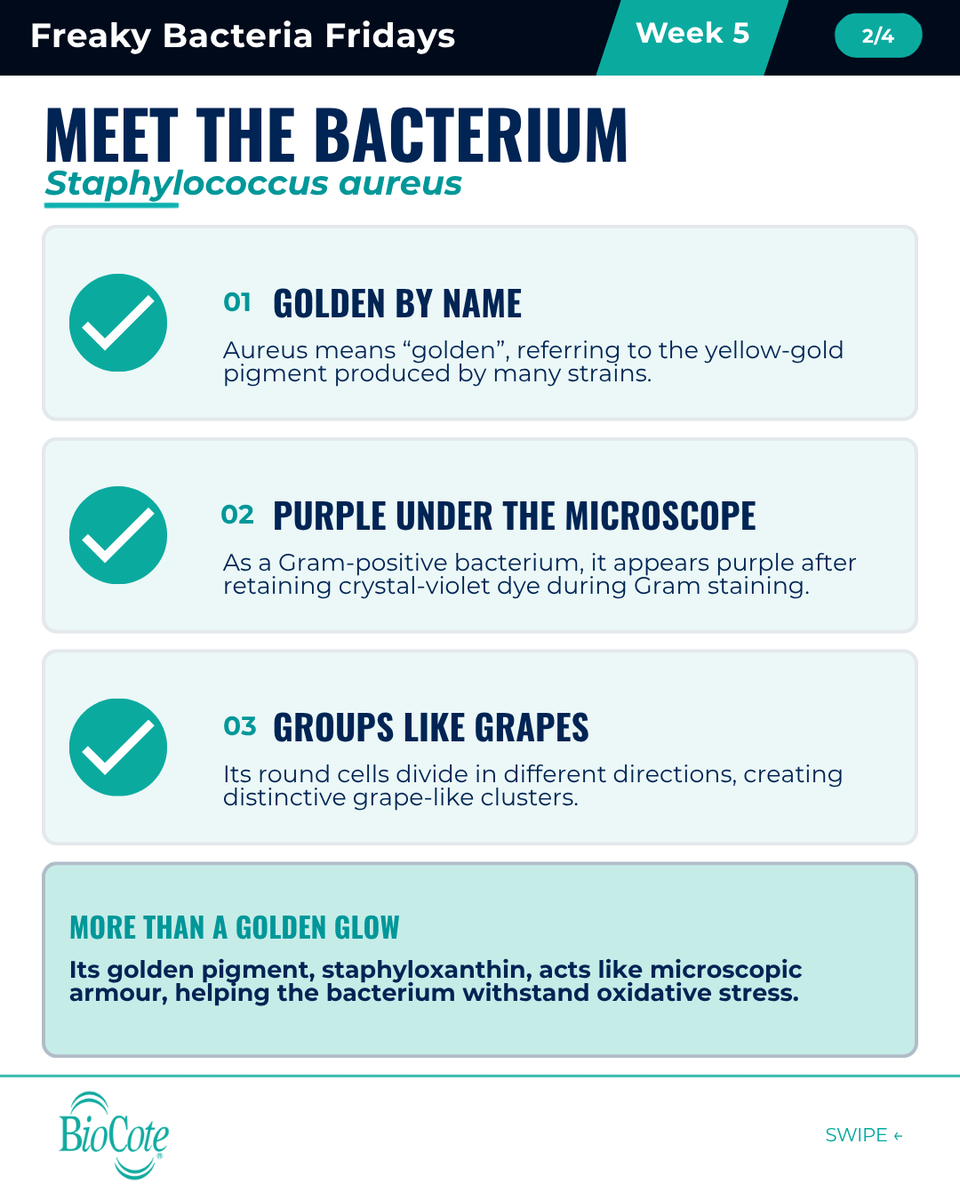 BioCote's tweet photo. S. aureus can persist on surfaces. Independent ISO 22196 testing found a 99.91% reduction in S. aureus on a BioCote®-treated surface after 24 hours. Cleaning still matters.

Read more: https://t.co/eSYWT8hJZa

#FreakyBacteriaFridays #BioCote https://t.co/8TNzV1C8au