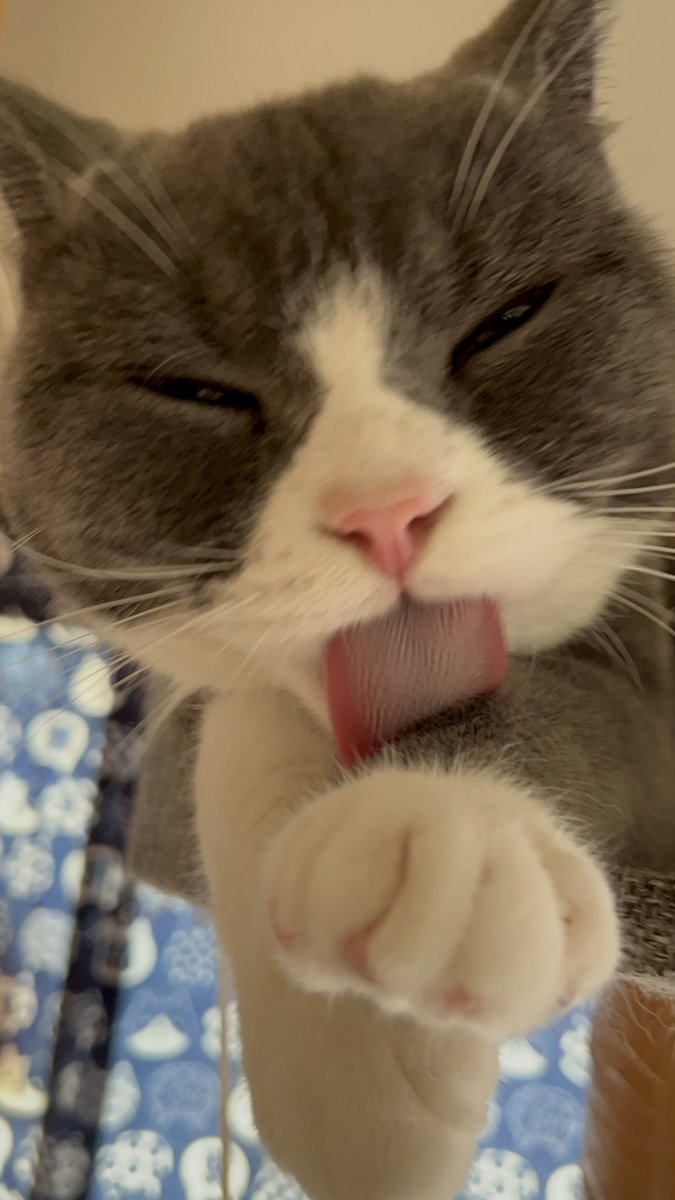 kotehanamugi's tweet photo. そう
#猫 https://t.co/X2GvyWsW91