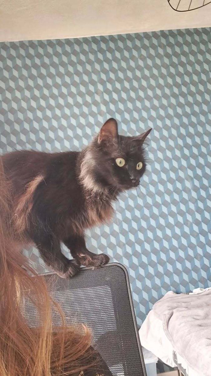 vigipets's tweet photo. 🟠 🐱 Chat perdu le 27/10/2025 à Rennes (35000).
Race : Angora Turc / Âge : 2 an(s)
Mounine / Femelle / Identifié(e) : Non

☎️ 0787836229
📧 olibelkh@outlook.fr

#chatperdu #chattrouve #chat #perdu #trouve https://t.co/Yi5bTQhuw1