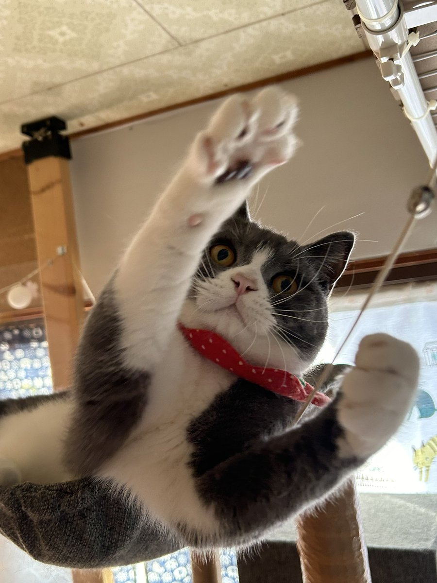 kotehanamugi's tweet photo. はーい
そうです
#猫🐱 https://t.co/ZfUY38xNKD