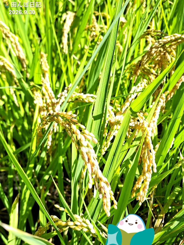 zennohpearlrice's tweet photo. 🌾田んぼ日記 #6🌾

見て見て😍
お米を育ててくれている農家さんから、収穫の時期を迎えたと連絡があったコメ〜！✨
  
次はきっと、刈り取り日の様子をお届けできるコメ〜！🌾

▼お米ができるまでもっと知りたい方はこちら  
https://t.co/aTm4F6pDMz https://t.co/MZSFkK5WhY