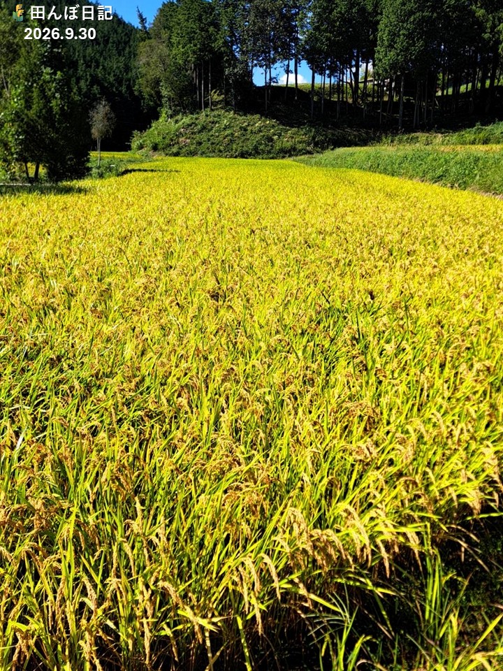 zennohpearlrice's tweet photo. 🌾田んぼ日記 #6🌾

見て見て😍
お米を育ててくれている農家さんから、収穫の時期を迎えたと連絡があったコメ〜！✨
  
次はきっと、刈り取り日の様子をお届けできるコメ〜！🌾

▼お米ができるまでもっと知りたい方はこちら  
https://t.co/aTm4F6pDMz https://t.co/MZSFkK5WhY