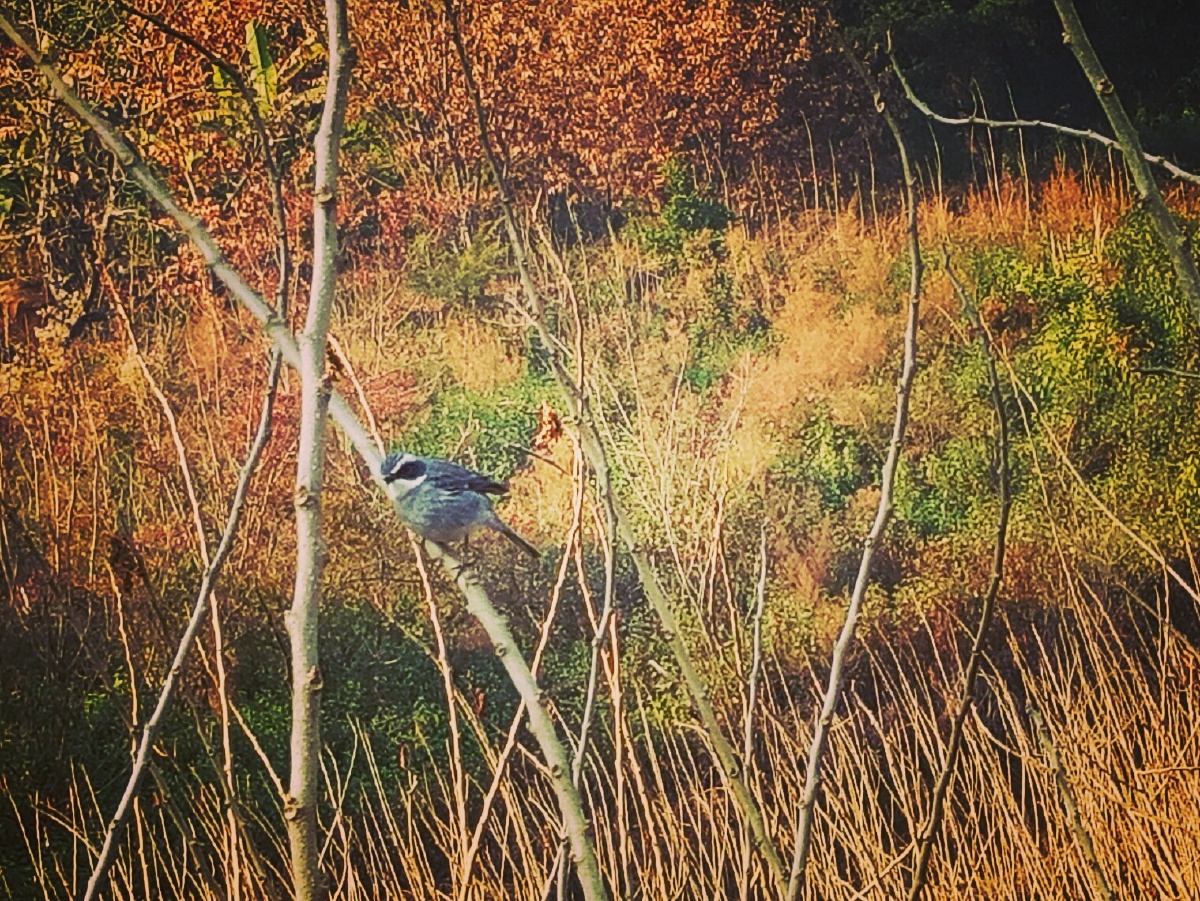 meet_m_coyl_47f's tweet photo. In the desolate, quiet hired forest on the right side of the outskirts, a lonely bird perches on a gnarled branch. https://t.co/1qeqRn5qN7