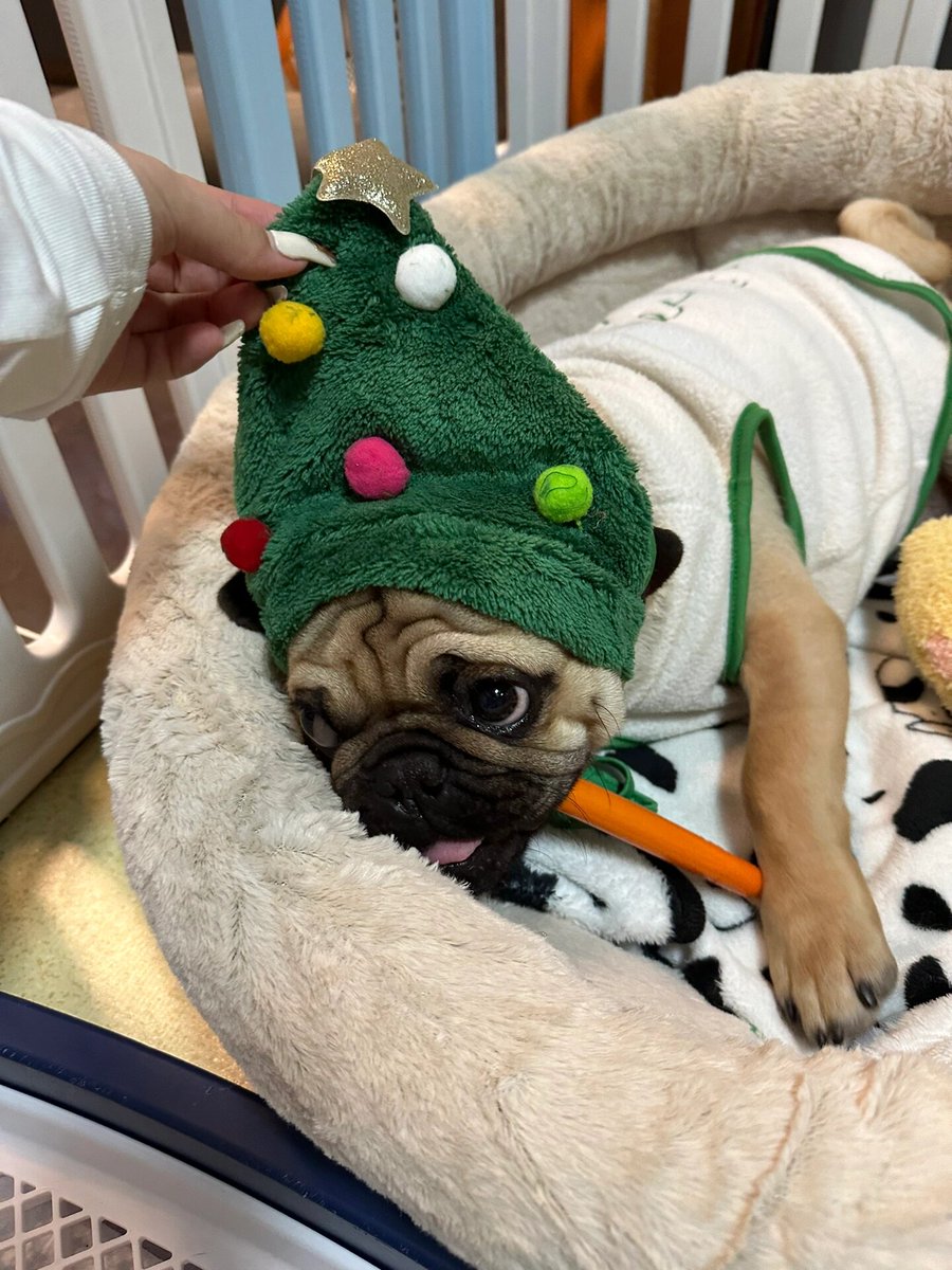 AuraSagascyu's tweet photo. I put a hat on my dog that's shy and loves to sneak around the fence. https://t.co/OpD83wJYen