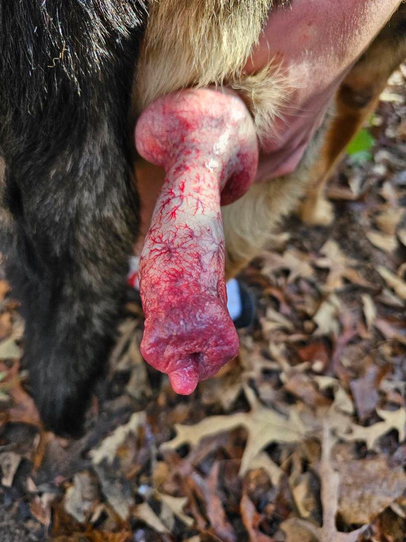 skyivix56b's tweet photo. 🤤❤️#zoo #zoophillia #k9 #knott #knotty #dogknott https://t.co/kQubzBfKfZ