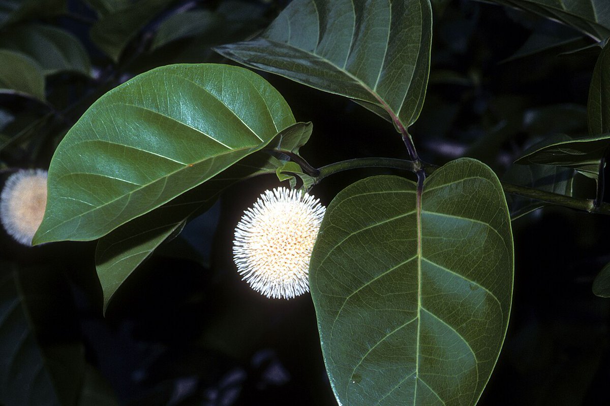 to__africa's tweet photo. 2013年ケシ科ですらないアフリカの植物からオピオイド鎮痛薬トラマドールが検出され
「植物が天然でトラマドールを合成していた」という衝撃的な論文が発表されました

ところが翌年の調査で判明したのは、もっと衝撃的でした

カメルーン北部では、暑さの中でも牛を働かせる目的でトラマドールを家畜に投与するのが常態化しており
その糞尿が水や土壌を汚染し、さらに周辺の植物まで汚染されていたのが原因でした

日本でも個人輸入代行業者を使えば入手できる薬ですが

2019～2024年に世界で報告されたトラマドール押収量の98％を西・中部アフリカが占めています（2026年 UNODCのレポート）

しかし使用目的は娯楽用というよりも
学生や労働者がスタミナ増強薬として使用する側面が強いです

現在でもカメルーンではトラマドールの非医療目的での使用が若者やトラックなどの長距離ドライバーの間で定着しています

しかし1番の問題は若年層の薬物使用です

同国の中学生・高校生510人を対象にした研究論文では15.3%が「長時間働くため、勇気を出すため」といった目的でトラマドールの使用経験があり
隣国ナイジェリアでも問題になっており
中高生を対象にした薬物使用を調査した研究で、約35％がこれまでにトラマドールを使用したことがあると解答しています

【元論文・参考ソース】
https://t.co/aqXU1WmdzQ
https://t.co/QpI1MutQpu
https://t.co/5ab29c2bsE
https://t.co/MBd8twMHRg