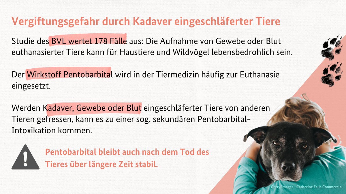 BVL_Bund's tweet photo. 🐈 ☠️🐕 Eingeschläferte Tiere können zur Vergiftungsgefahr werden: Eine vom Bundesamt für Verbraucherschutz und Lebensmittelsicherheit initiierte Studie hat Fallberichte mit 178 Tieren aus dem Zeitraum von 2005 bis 2025 ausgewertet:
https://t.co/aBHMbKj4pH https://t.co/Ac0Vk4QPTK