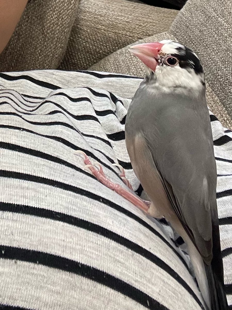 toriko_0824's tweet photo. 本日、うずらちゃんがお空へと旅立ちました🌈
素敵な思い出をありがとう🕊️
お空の上ではしんどくないね、沢山飛んで遊んでね
来世、幸せな鳥生を歩め���すように。 https://t.co/26UtklqVGB