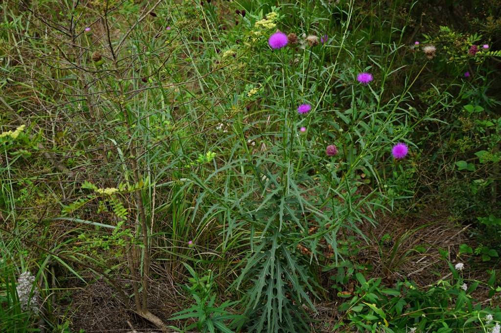 AuroraPieravin's tweet photo. [Today in the garden, I spotted a thistle (蓟), a ragged soldier (缺乓), and a busy bee buzzing nearby! What a lovely small scene]， https://t.co/y9aJg5m0U3
