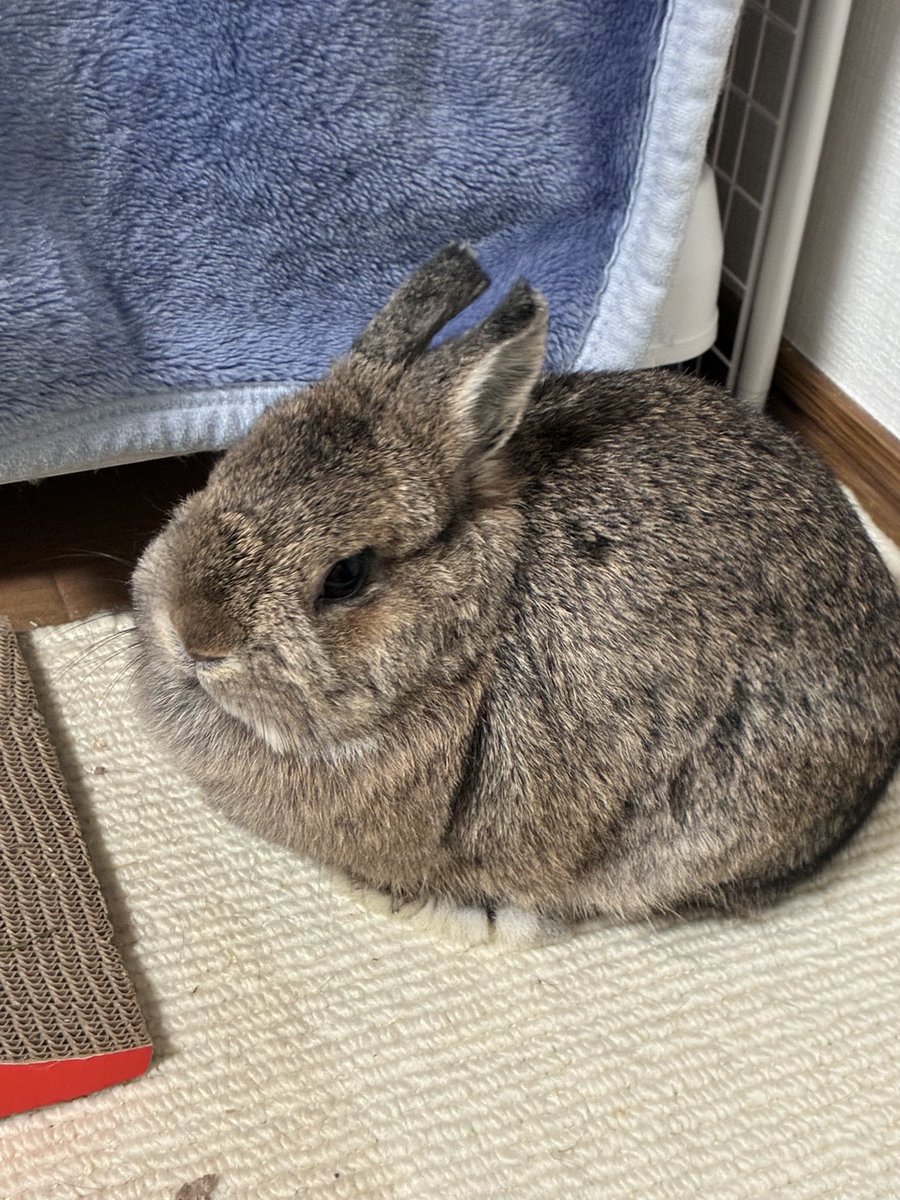 Haruka_T0202's tweet photo. 爪切るぞぉーー！！からの
爪切りされて不機嫌なお嬢🐰 https://t.co/0VQxkM4jCw