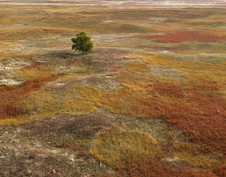 BillyCoopekbxn's tweet photo. [Hao Ga is lost in the vast, wild castor fields, with the wind carrying the scent of nature’s untamed beauty.]， https://t.co/3ELPjwn70h