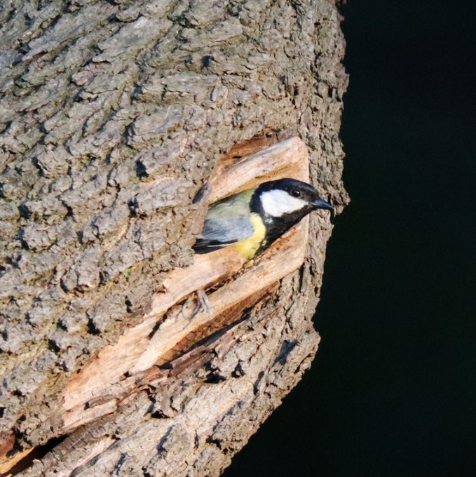 A small bird with a black head, white cheek patch, and yellow belly peeking out from a cavity in a tree trunk.