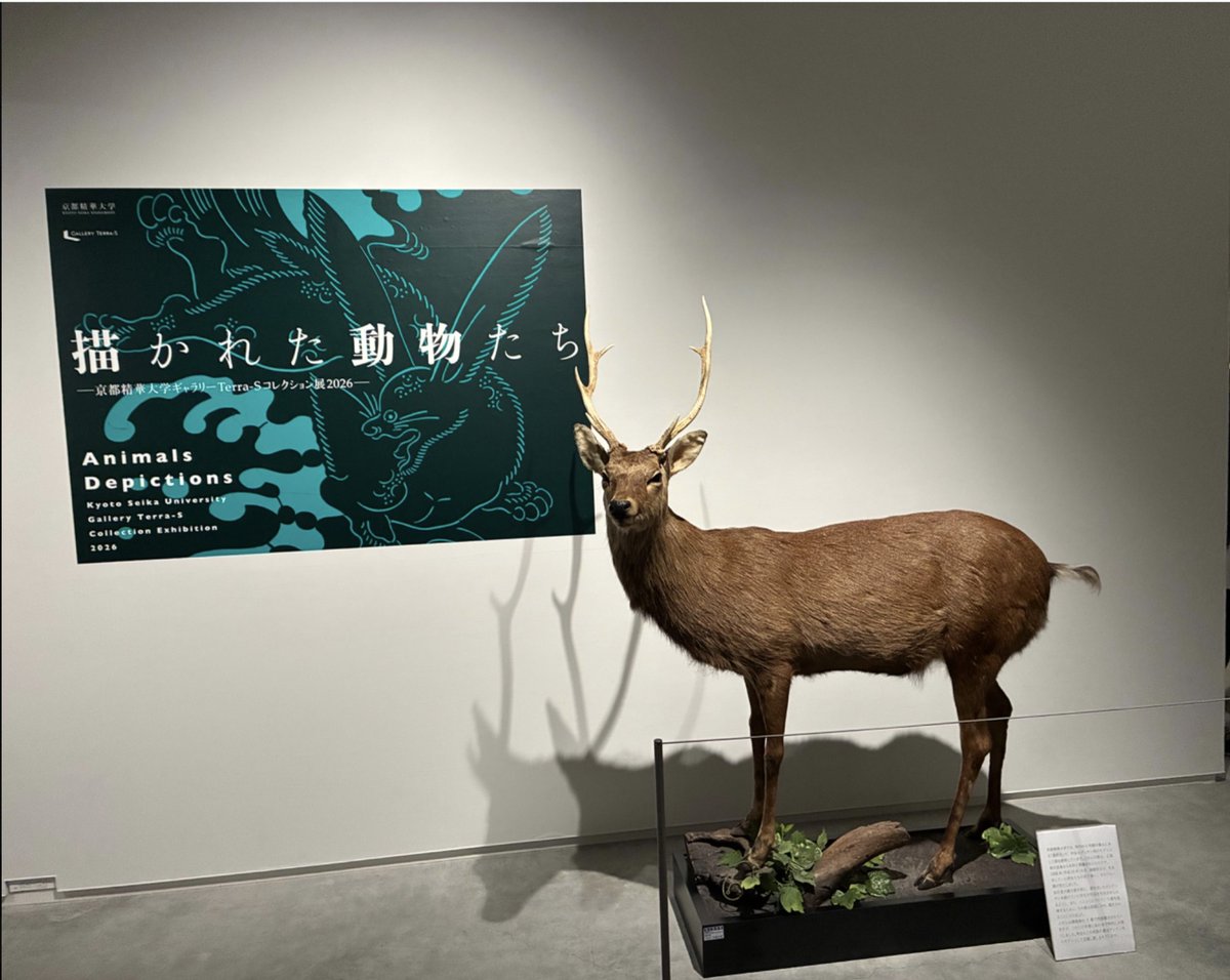 johokan_seika's tweet photo. 先日から、情報館３Fの鹿が居ない事に気づかれた方はおられますでしょうか…？
 実は！本日より開催の展示「描かれた動物たち–京都精華大学ギャラリーTerra-Sコレクション展2026–」に出張しております！
 https://t.co/6hbO96LJPG
ぜひお運びください！
 #京都精華大学 
#ギャラリーTerra-S 
#鹿 https://t.co/ZSE9ZkGFiH
