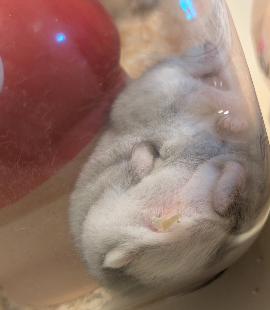 ukogitogohan's tweet photo. ヘソ天🐹
みっちりむっちり詰まった、すみっコハムスターの破壊力で疲れを撃退 https://t.co/4UPV11iFlH