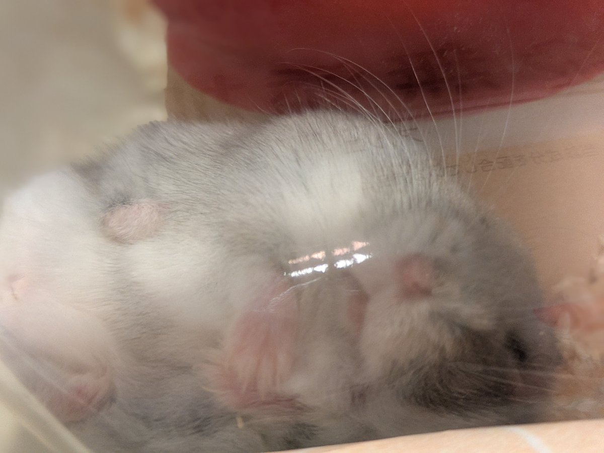ukogitogohan's tweet photo. ヘソ天🐹
みっちりむっちり詰まった、すみっコハムスターの破壊力で疲れを撃退 https://t.co/4UPV11iFlH