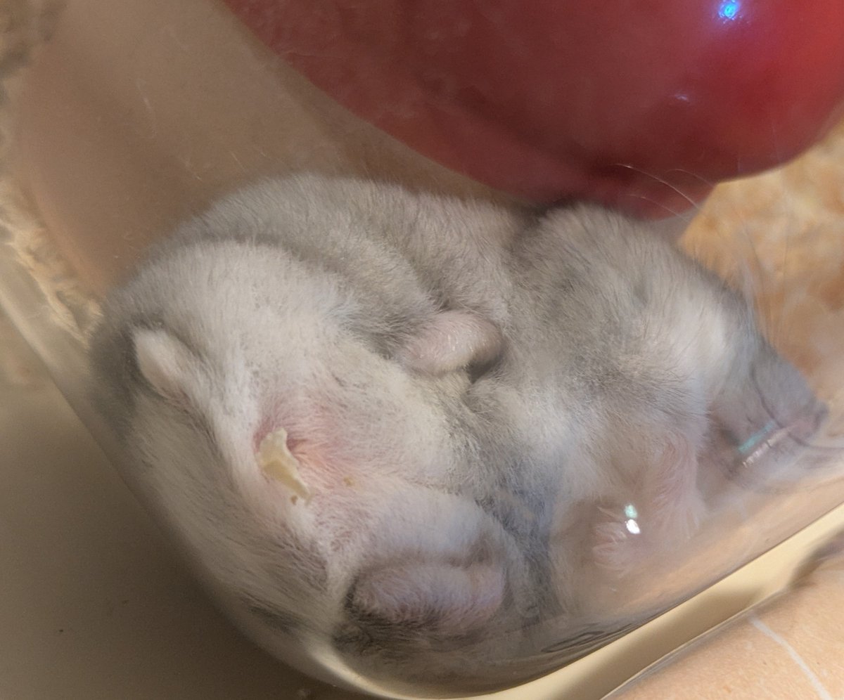 ukogitogohan's tweet photo. ヘソ天🐹
みっちりむっちり詰まった、すみっコハムスターの破壊力で疲れを撃退 https://t.co/4UPV11iFlH