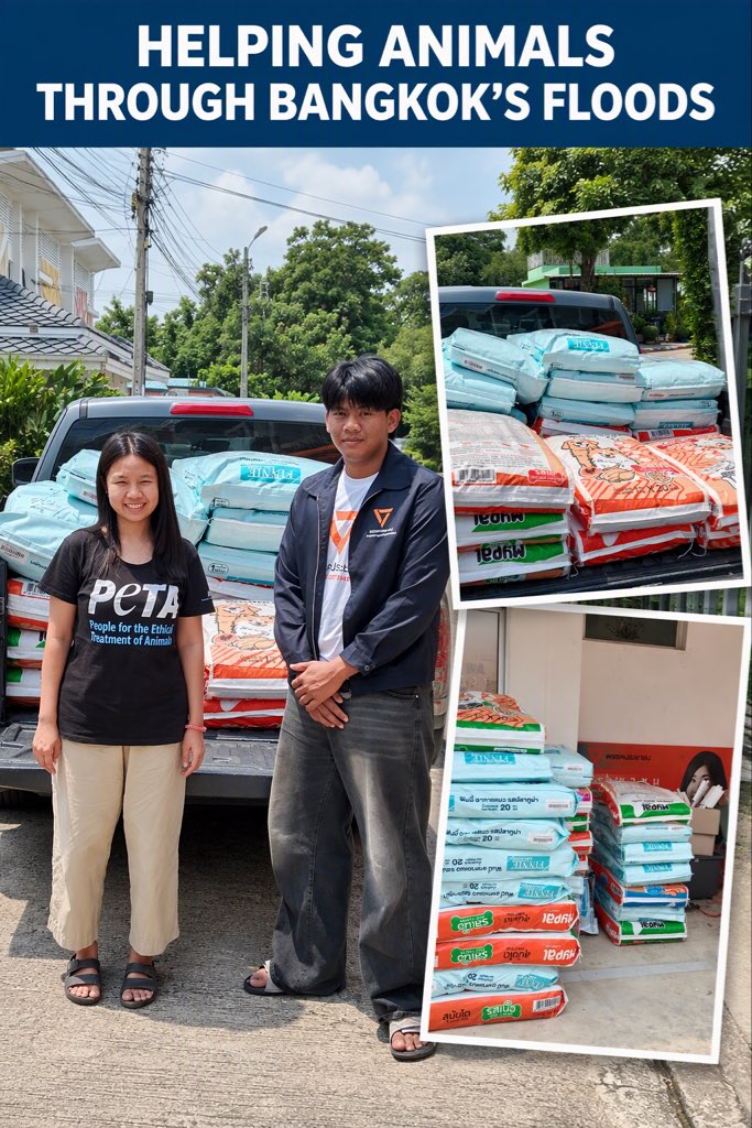 PETAAsia's tweet photo. PETA Asia is working with Member of the House of Representatives Pimkarn Kiratiwirapakorn to help animals affected by Bangkok’s floods, donating more than a ton of cat and dog food for distribution in Khlong Sam Wa, one of the city’s hardest-hit districts. https://t.co/Me1b1rPOTX