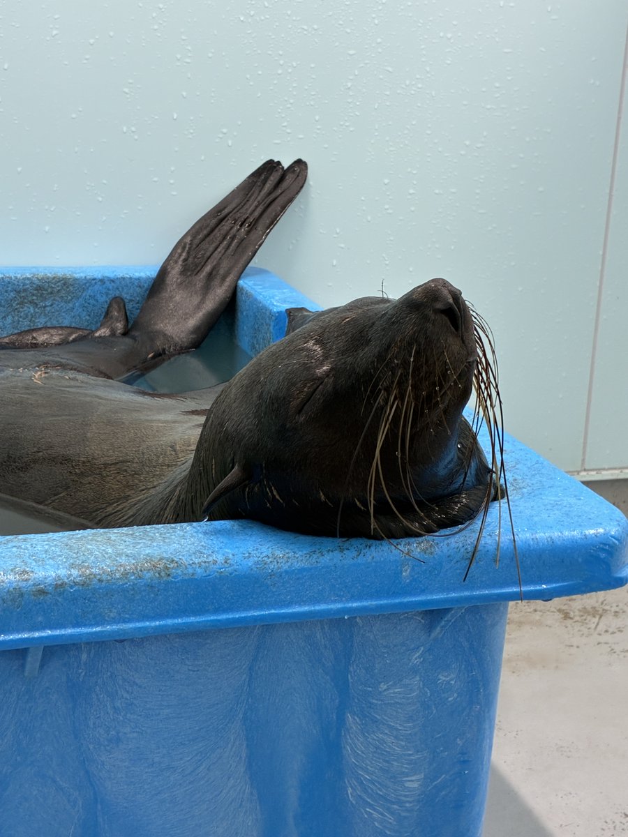 Sumida_Aquarium's tweet photo. この日は、のんびりサブリと怒りんぼなアテナでした😊

←のんびりサブリ
　怒りんぼなアテナ→ https://t.co/BvJdxdQOvE