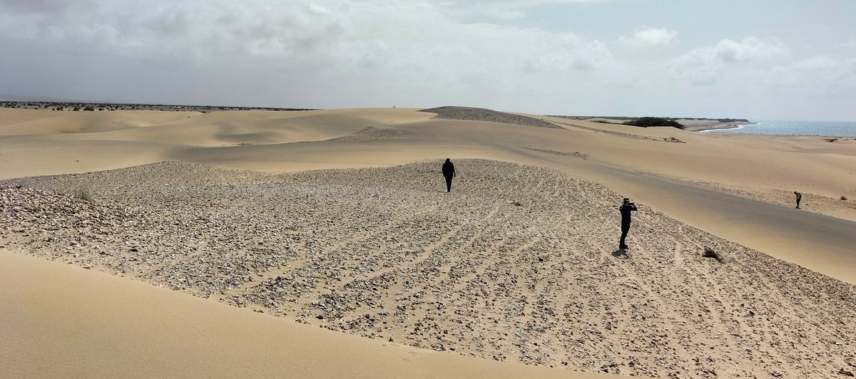 GuerraenlaUni's tweet photo. Mariscada prehistórica. Todo esos puntos que veis en la foto son conchas de moluscos consumidos hace unos 3500 años en la costa de Berbera, Somalilandia. A lo largo de 4,5 km hemos encontrado nada menos que 13 yacimientos como este. https://t.co/6oOyVODPao