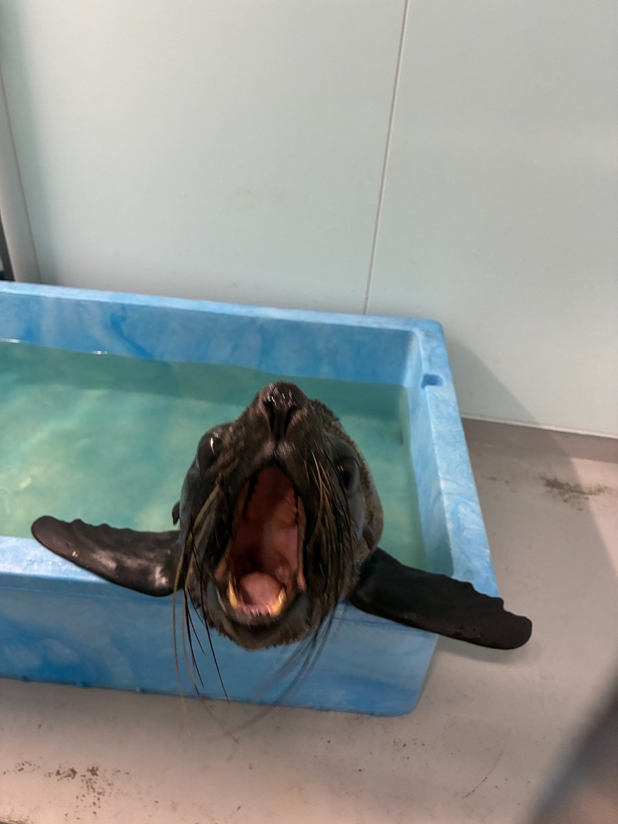 Sumida_Aquarium's tweet photo. この日は、のんびりサブリと怒りんぼなアテナでした😊

←のんびりサブリ
　怒りんぼなアテナ→ https://t.co/BvJdxdQOvE