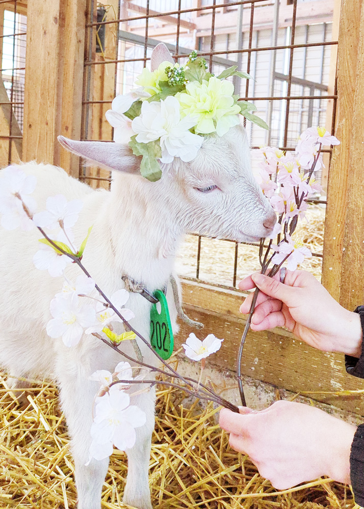 _petitechevre's tweet photo. 花冠がよく似合うまっしろな子やぎちゃん達がかわいい🐐💐 https://t.co/Mwpe72KjPb
