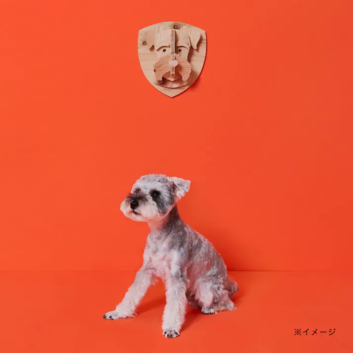 cainz_san's tweet photo. カインズの犬の壁掛けが神すぎる。パズルみたいに木のパーツを組み立てて作れて、愛犬の毛色に合わせて塗装もできます。しかも、柴犬、ゴールデン、ポメラニアン、トイプー、コーギー、フレブル、シュナウザーなど全20犬種。

「うちの子」を自分でつくって、家に飾りませんか。 https://t.co/AEjXqWiGEF