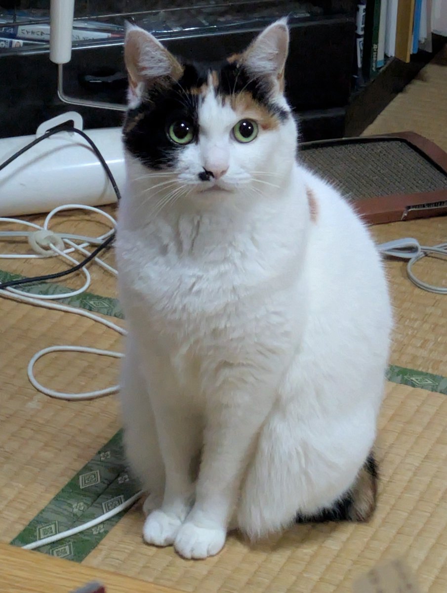 shakebentou915's tweet photo. おやつ待機マン https://t.co/frW0ryOXM7