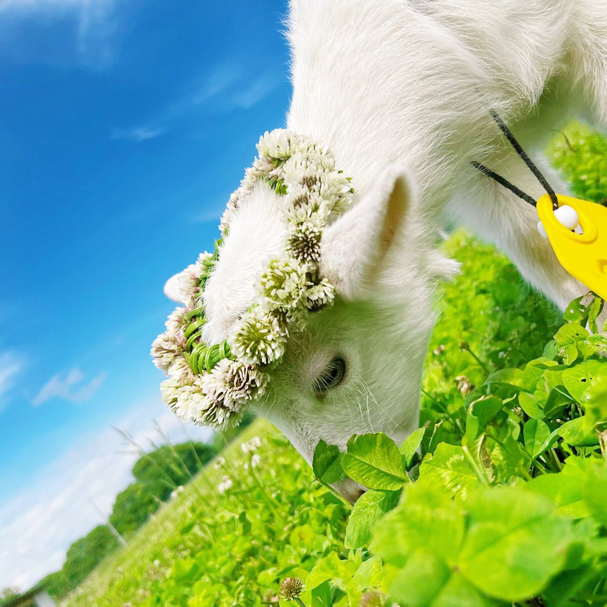 _petitechevre's tweet photo. 花冠がよく似合うまっしろな子やぎちゃん達がかわいい🐐💐 https://t.co/Mwpe72KjPb