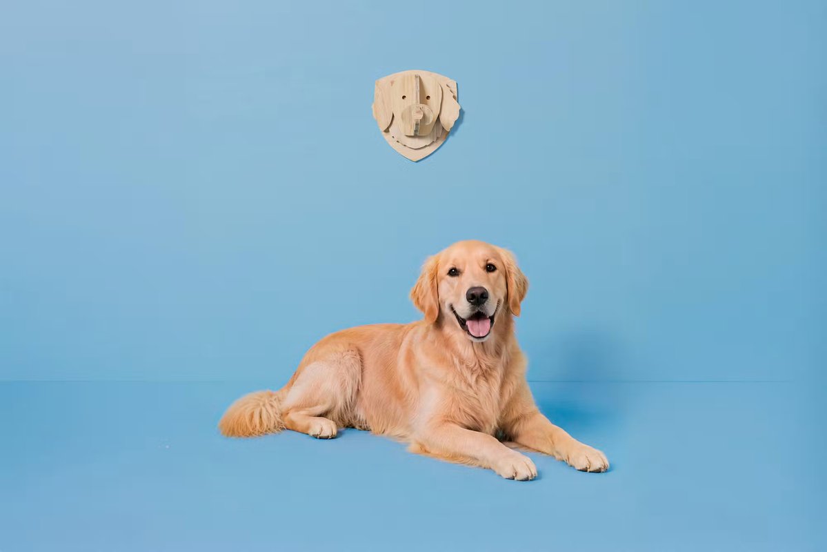 cainz_san's tweet photo. カインズの犬の壁掛けが神すぎる。パズルみたいに木のパーツを組み立てて作れて、愛犬の毛色に合わせて塗装もできます。しかも、柴犬、ゴールデン、ポメラニアン、トイプー、コーギー、フレブル、シュナウザーなど全20犬種。

「うちの子」を自分でつくって、家に飾りませんか。 https://t.co/AEjXqWiGEF
