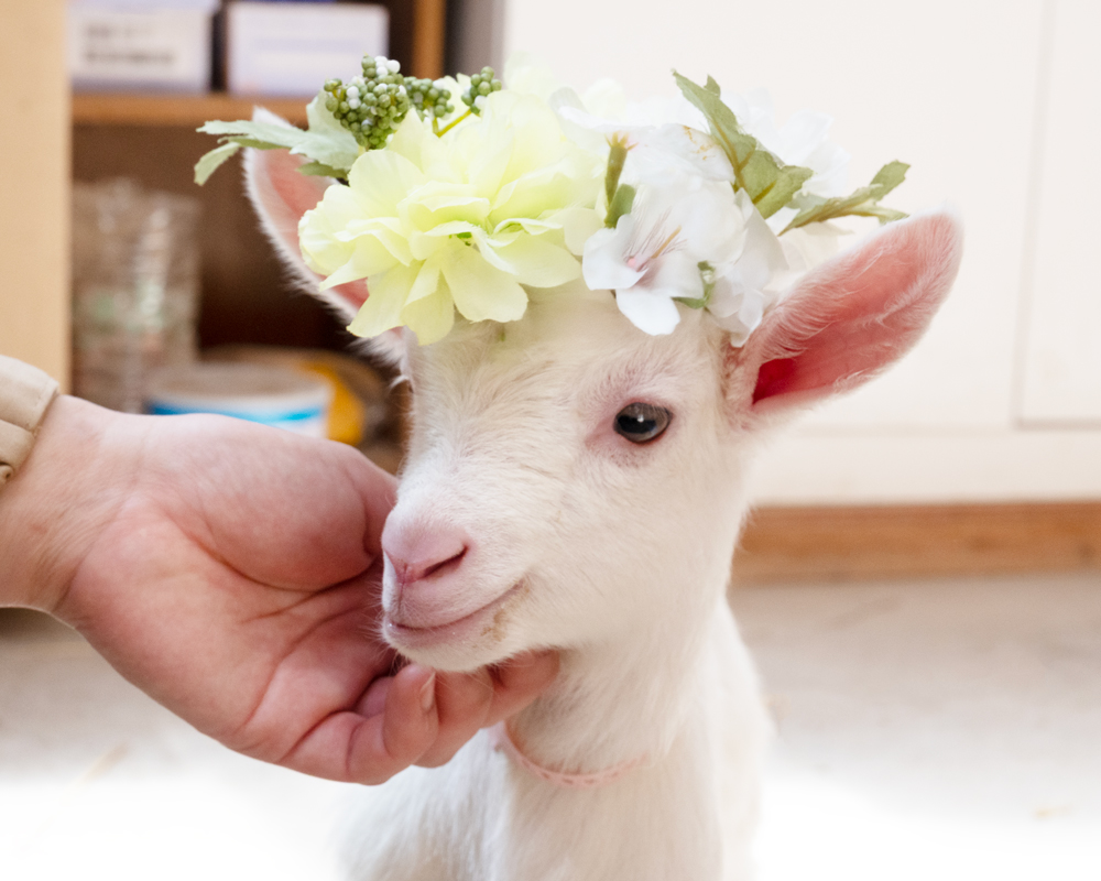 _petitechevre's tweet photo. 花冠がよく似合うまっしろな子やぎちゃん達がかわいい🐐💐 https://t.co/Mwpe72KjPb