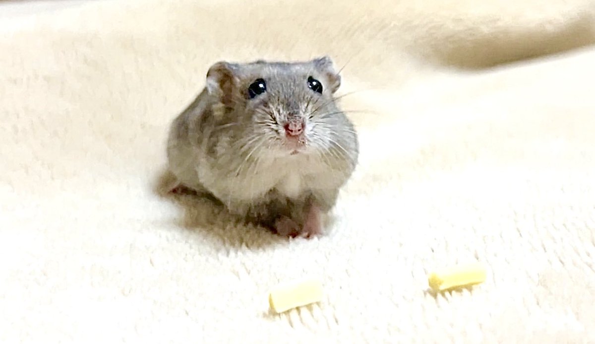 supicatan_tan's tweet photo. はむ🧀 https://t.co/bi6D690Yga