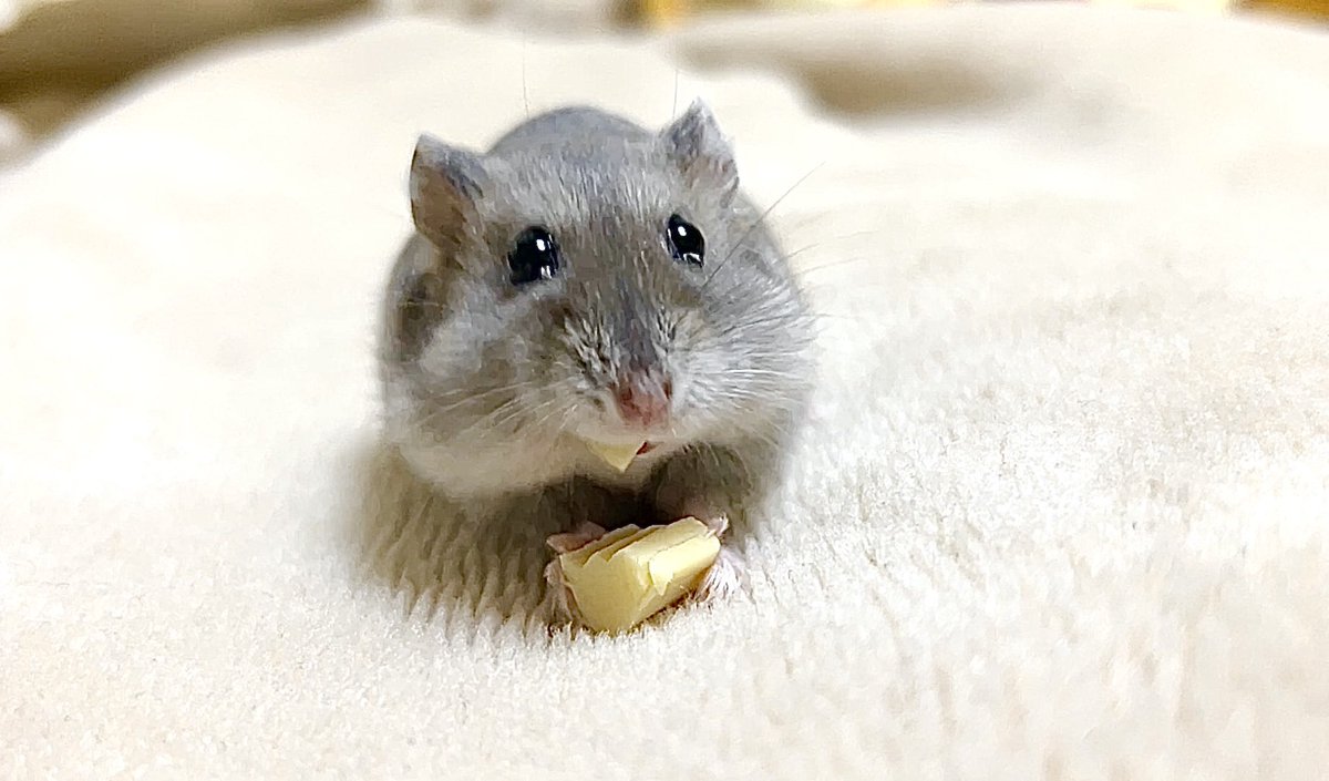 supicatan_tan's tweet photo. はむ🧀 https://t.co/bi6D690Yga