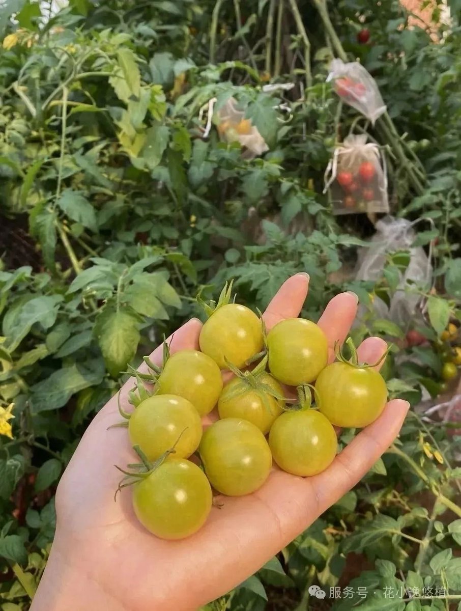 SherrilBeyett's tweet photo. Tried the organic cherry tomatoes from the local farm today—sweet, juicy, no weird aftertaste at all! Perfect for salads or snacking. Highly recommend . https://t.co/s0Aapeh7fF