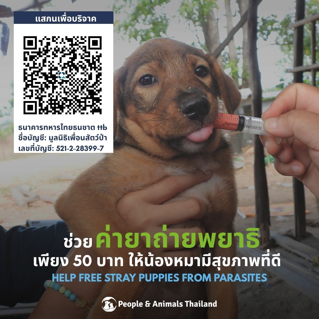 pat_animals_th's tweet photo. ทำไมการถ่ายพยาธิถึงเป็นสิ่งสำคัญสำหรับสุนัข? 🐶

การถ่ายพยาธิเป็นเรื่องเล็กสำหรับสุนัขมีเจ้าของ แต่ไม่ใช่สำหรับสุนัขจรจัด ยาถ่ายพยาธิสามารถช่วย:
- ร่างกายดูดซึมสารอาหารได้เต็มที่ 
- สร้างภูมิคุ้มกันลดการเจ็บป่วย
- สรา้งความปลอดภัยทางสุขอนามัยให้ชุมชน
 ร่วมช่วยเหลือน้องๆได้ที่: 👇 https://t.co/uLg07esKpY
