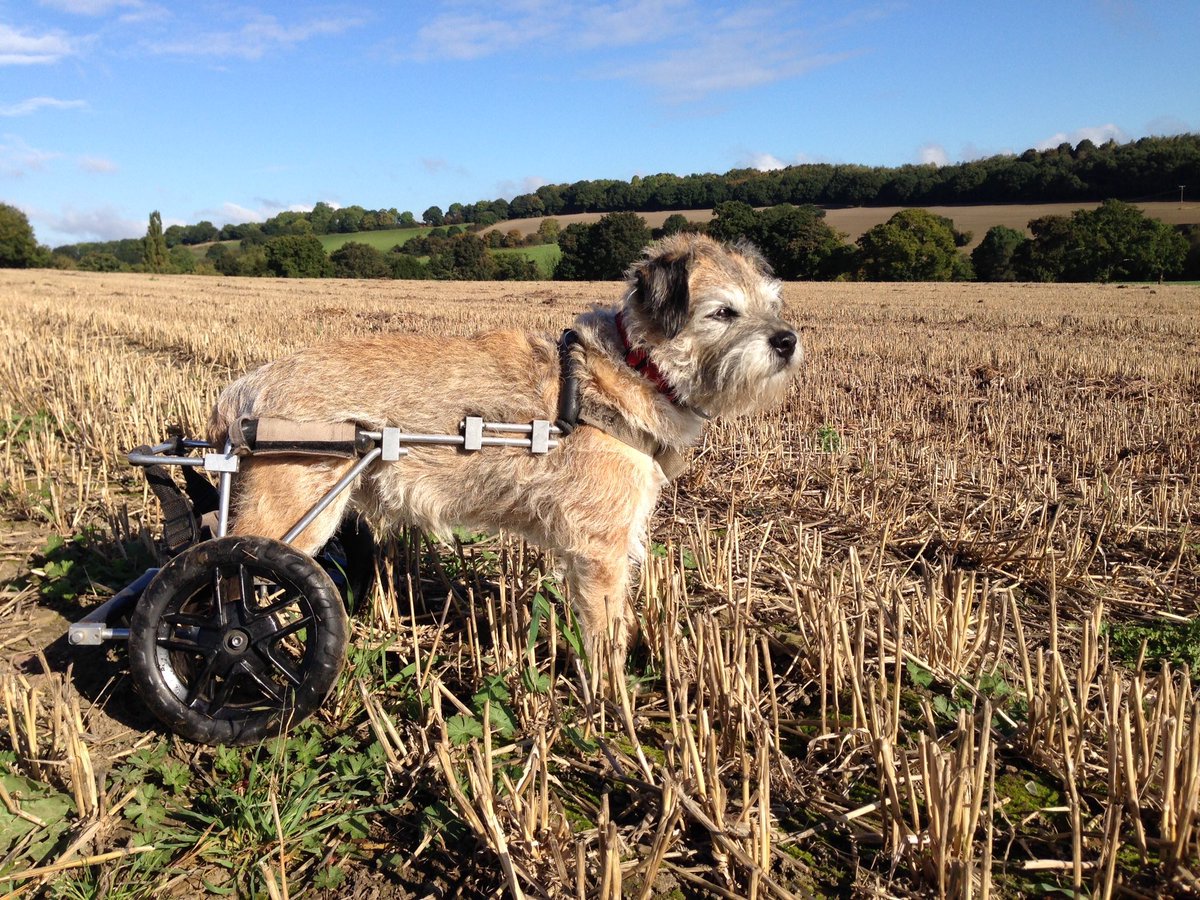 borderonwheels's tweet photo. 10 years ago….. 
how can that be? 
We loved an Autumn walk over the fields. 
Always Loved, Always missed x https://t.co/bfMj8QoBwU