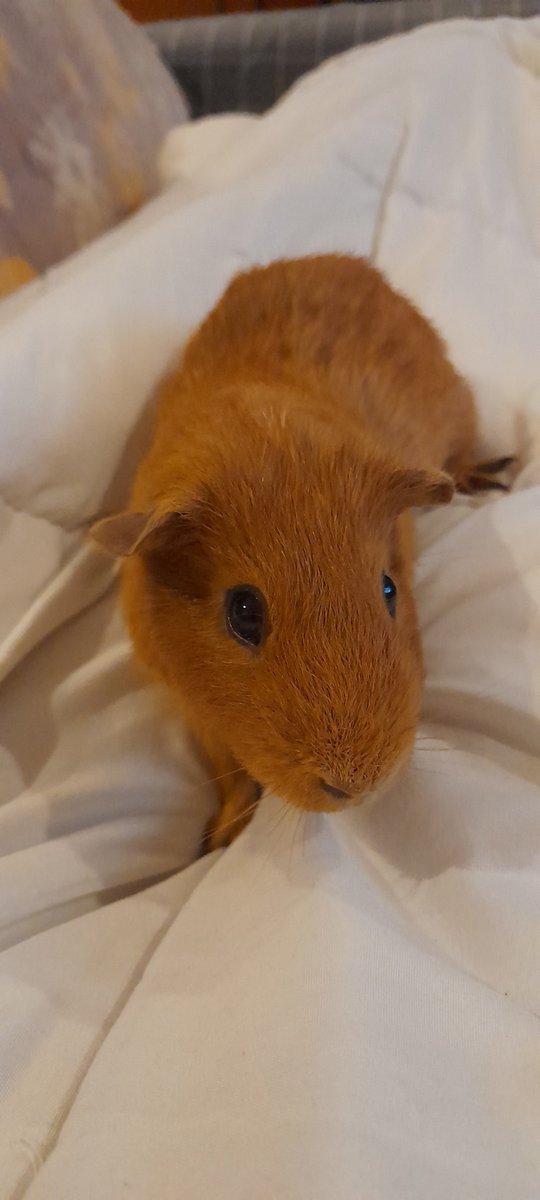 Eatchonbarney83's tweet photo. @iamarifkhan I also have a Guinea pig  there so cute https://t.co/JL2S6XbJBG