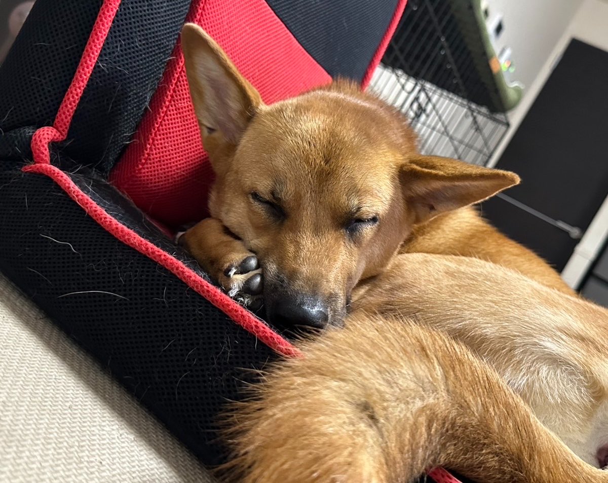 himemai1111's tweet photo. 「👵🏻犬種はなぁに？」「雑種です！」
「👵🏻あら〜私も昔、雑種飼ってたけど
今時の雑種ってこんなに綺麗なの？ユメちゃん？優しそう！可愛いねー！」

おばあちゃん…雑種に限らずワンちゃんは昔も今も全員可愛いですよ😆笑

たくさんユメを褒めていただきました🐶
飼い主がドヤ顔😏笑
#雑種犬ユメ https://t.co/VYFj1Wv2iw