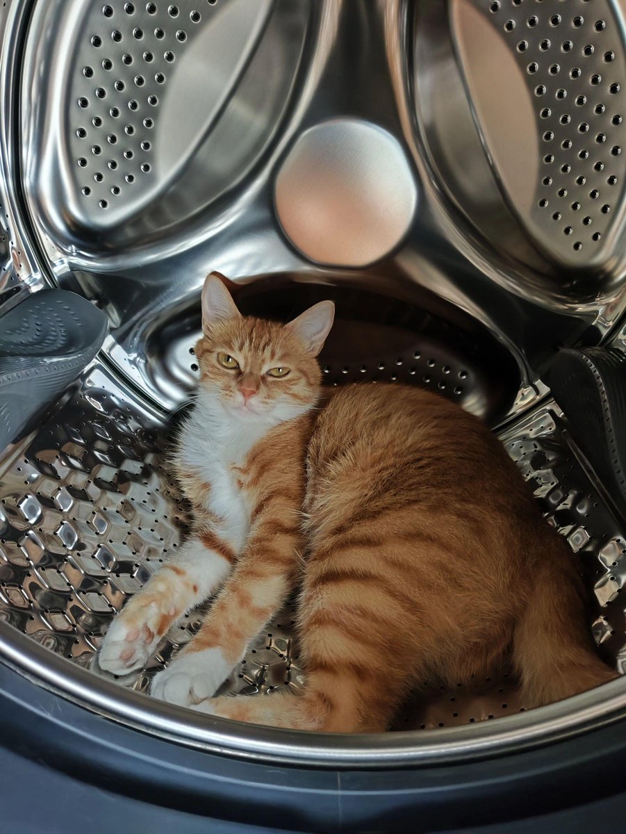Charlesg76g's tweet photo. Hoy me encontré con mi gato acurrucado en la lavadora recién vaciada, mientras yo ordenaba la ropa. https://t.co/KrKcgKTZxl