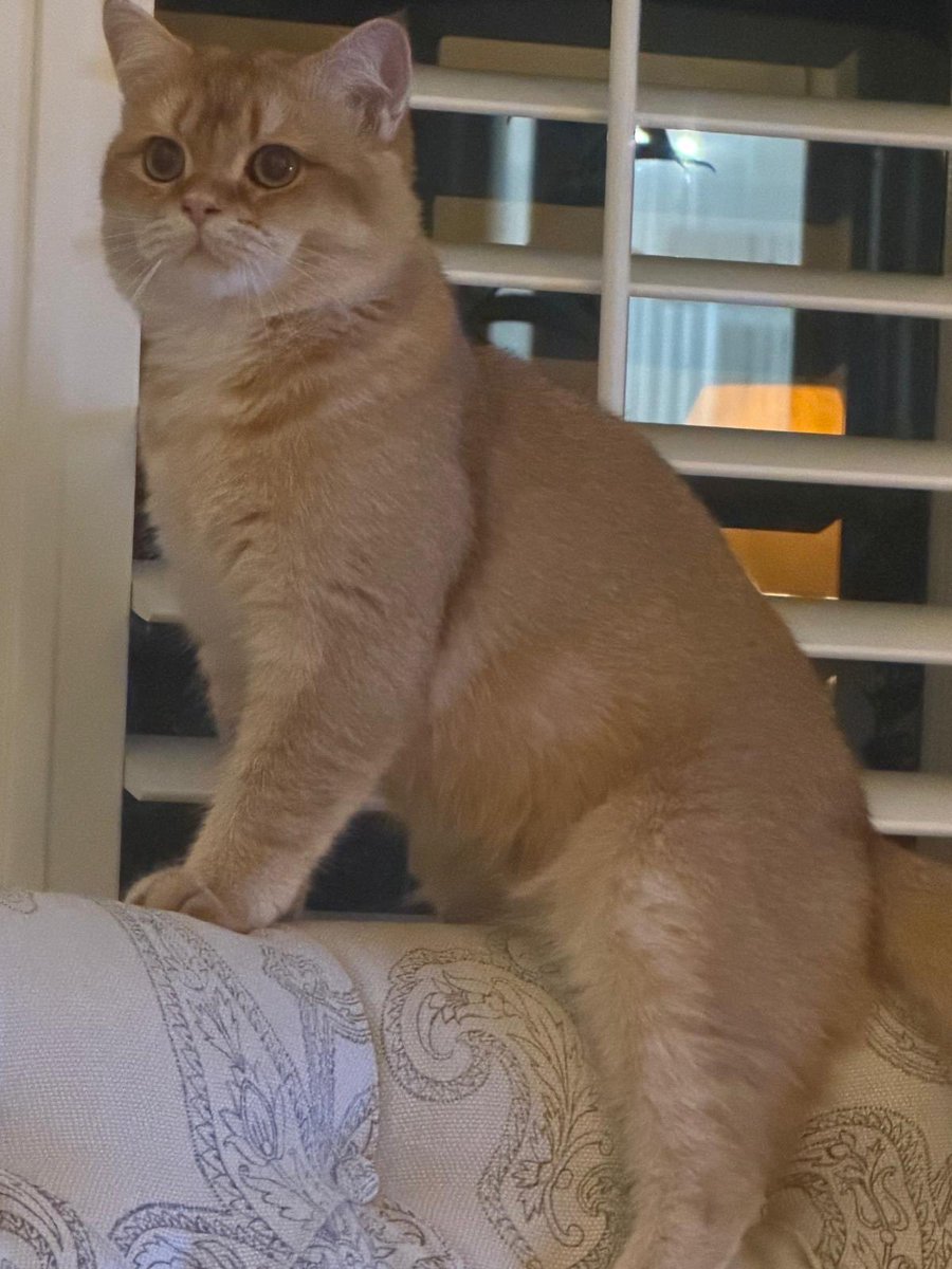 kittensale8's tweet photo. William Home #cat #cats #catsofinstagram #catlovers #catlife https://t.co/9C43S0fgGj