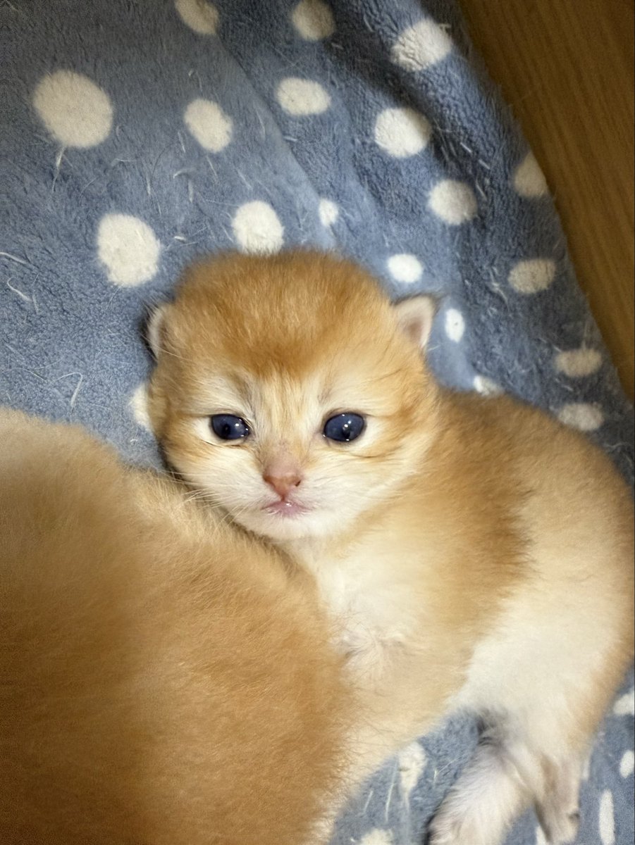 kittensale8's tweet photo. #cat #cats #catsofinstagram #catlovers #catlife https://t.co/zfHtl9TIny