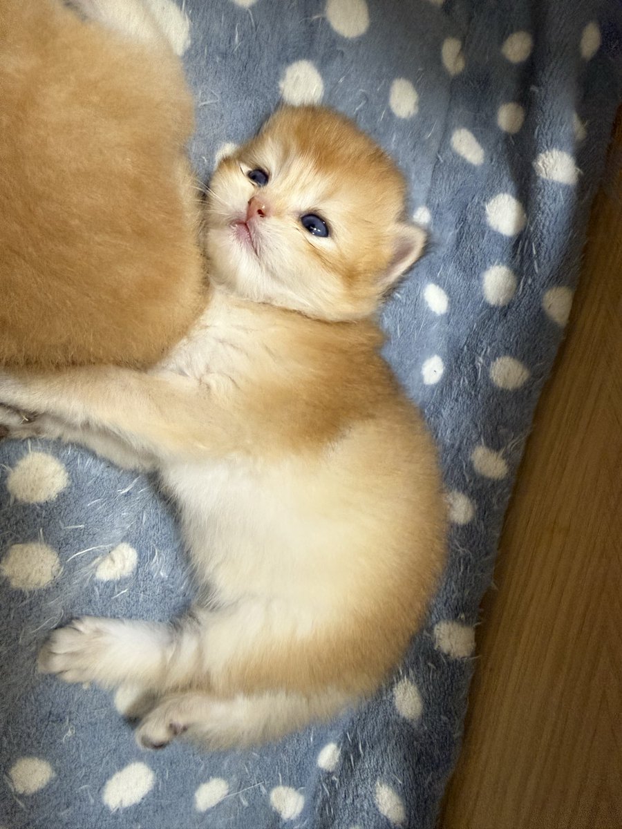 kittensale8's tweet photo. #cat #cats #catsofinstagram #catlovers #catlife https://t.co/zfHtl9TIny