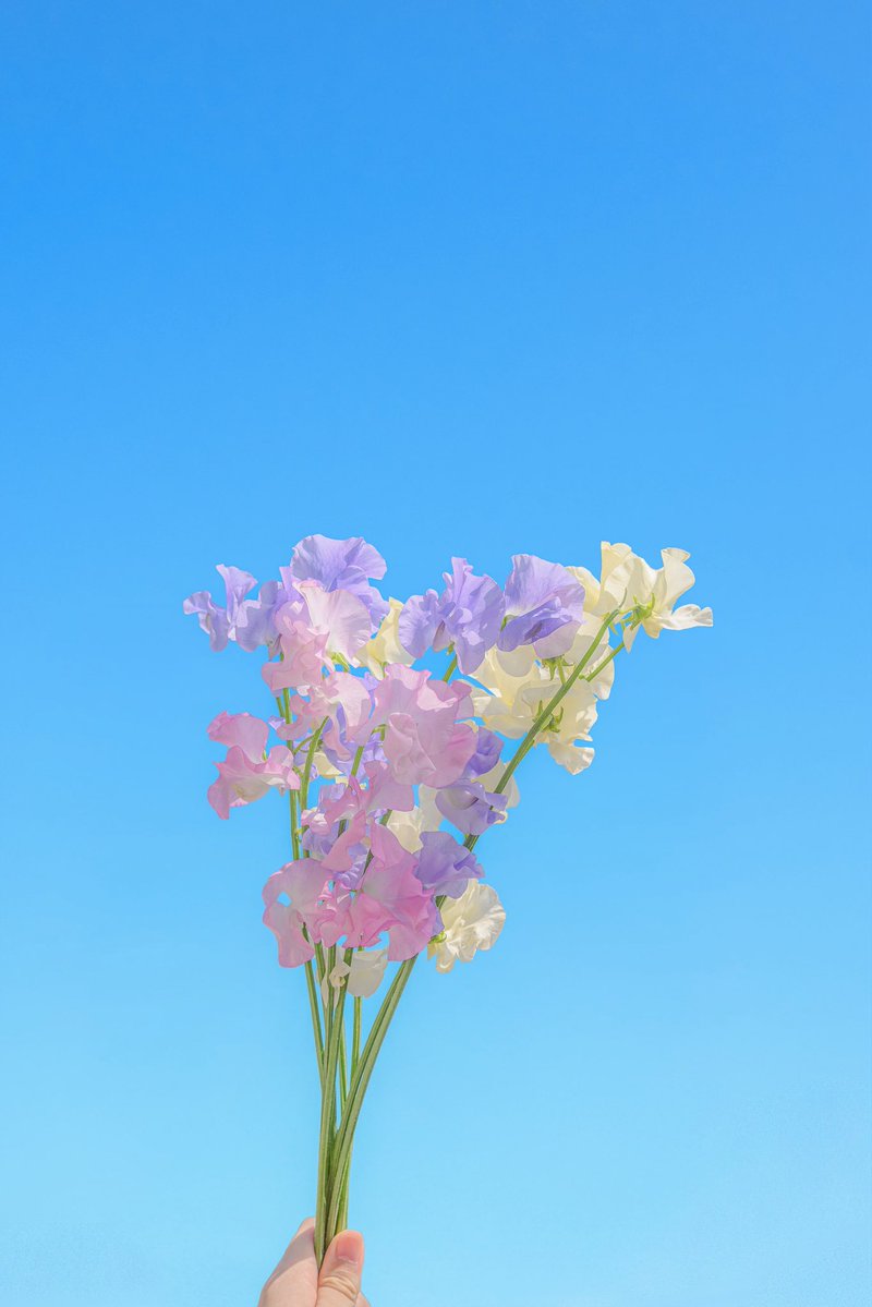 Noah_photobook's tweet photo. お花に癒されたい人に届きますように。 https://t.co/gehma0XYQj