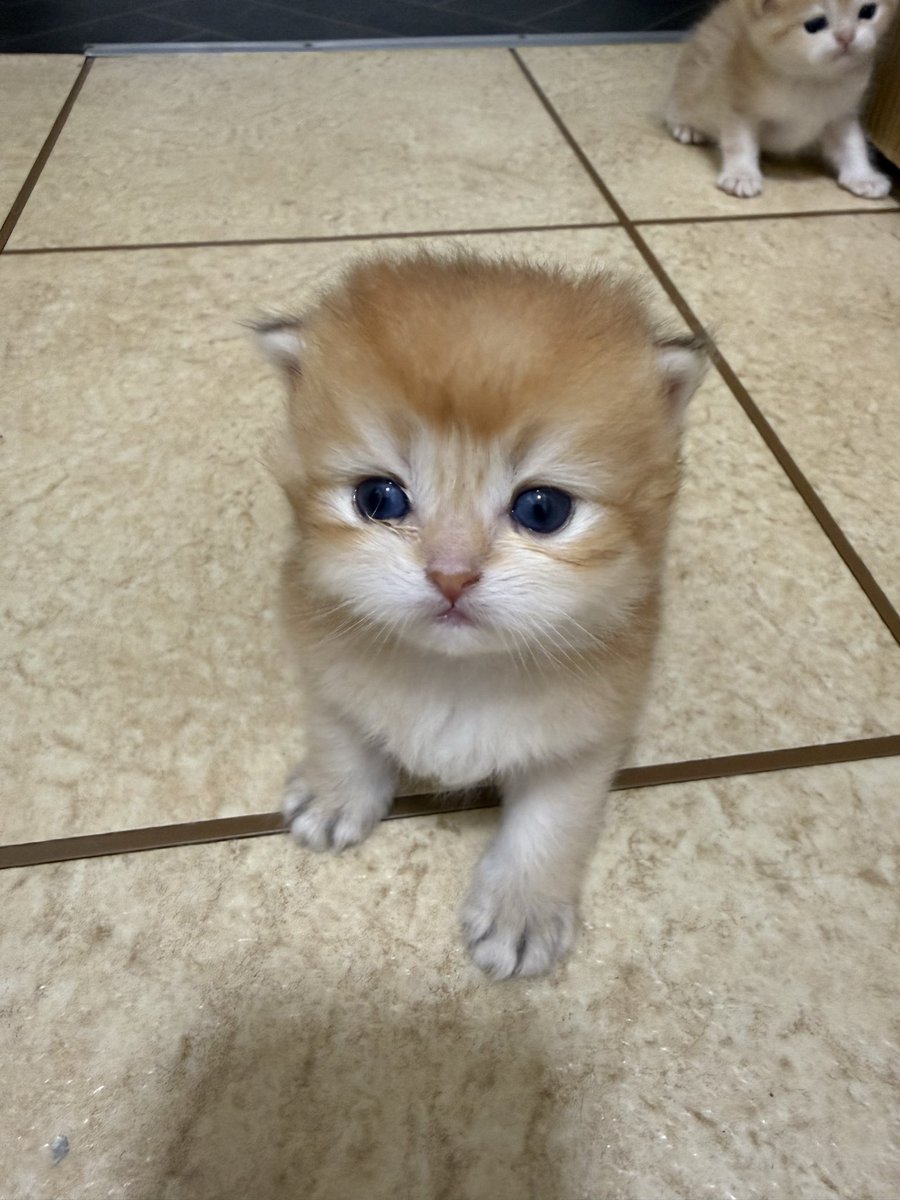 kittensale8's tweet photo. #cat #cats #catsofinstagram #catlovers #catlife https://t.co/lW3d0XztQu