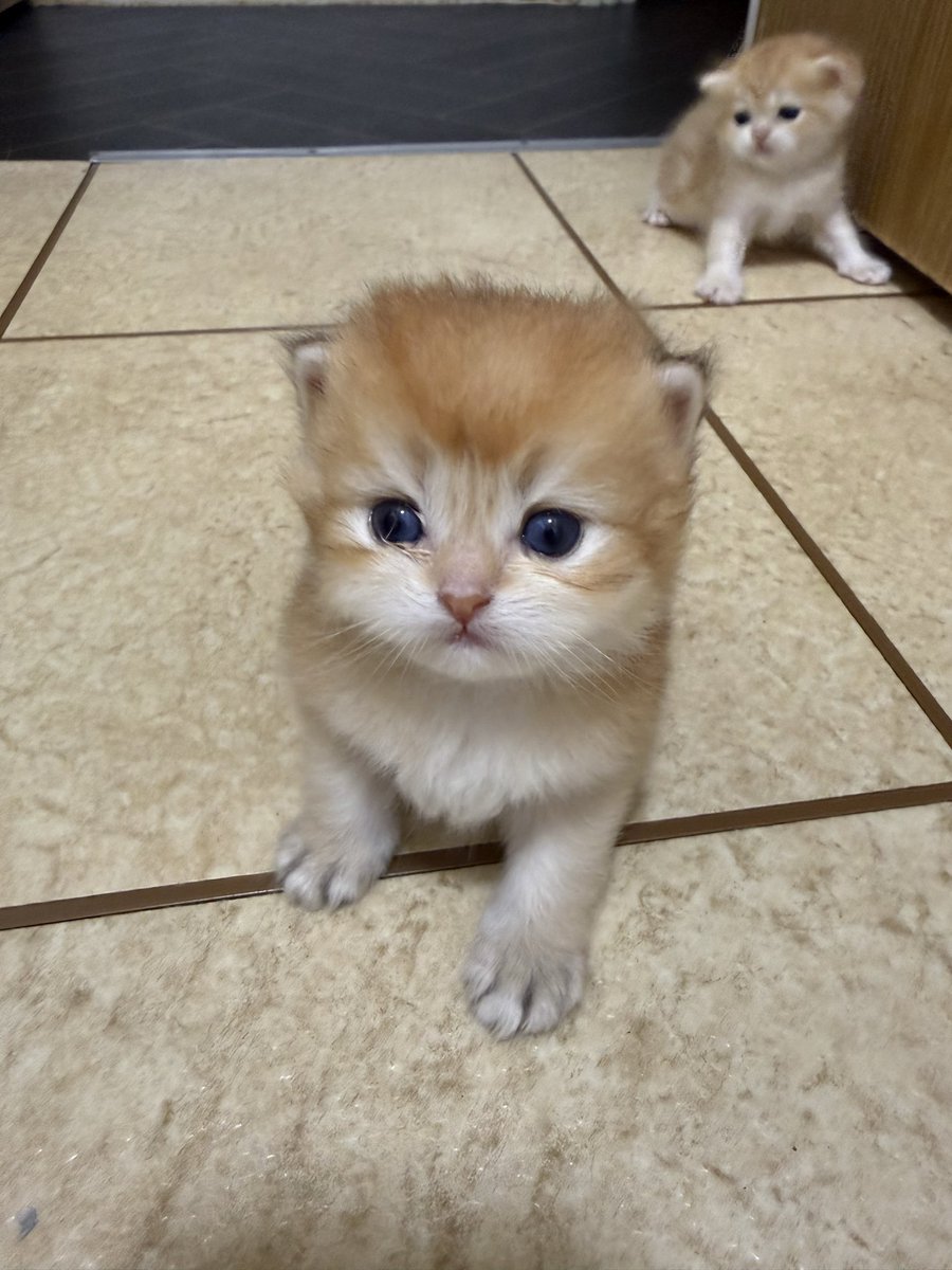 kittensale8's tweet photo. #cat #cats #catsofinstagram #catlovers #catlife https://t.co/lW3d0XztQu